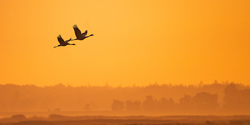 Z5II + NIKKOR Z 180-600mm f/5.6-6.3 VR, 600mm, 1/4000 s, f/6.3, ISO 1000, �Samuel Houcken