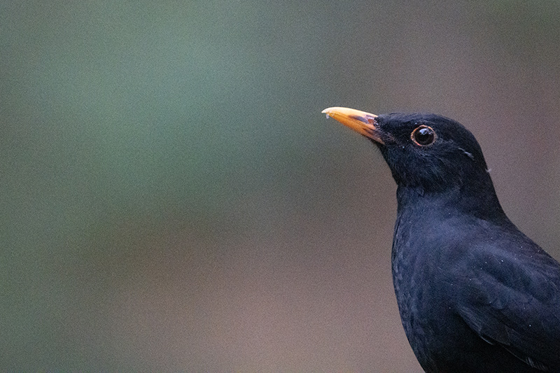  ISO 64000 RAW 64000 Denoizados �Samuel Houcken