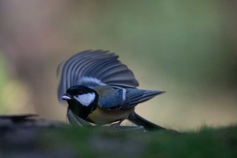 Efeito rolling shutter. Z5II + NIKKOR Z 180-600mm f/5.6-6.3 VR, 600mm, 1/1000 s, f/6.3, ISO 3200, �Samuel Houcken