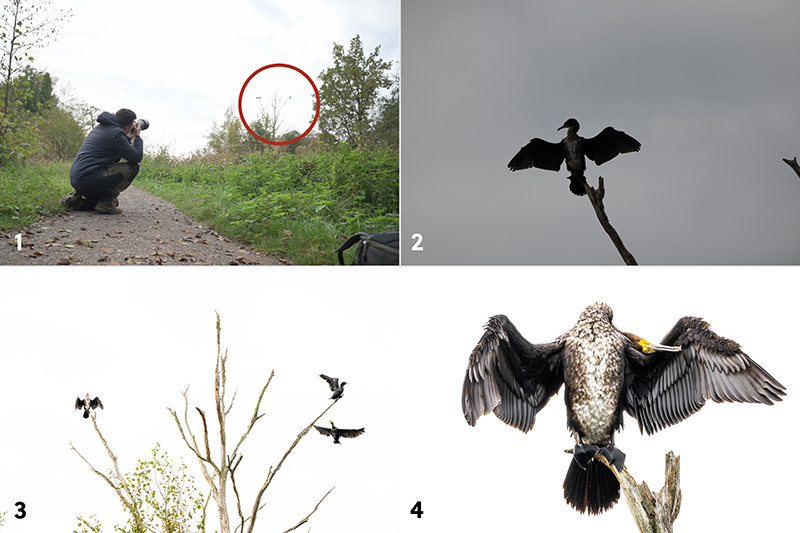 1. O Samuel est� sentado no ch�o, a observar um corvo-marinho sem distra��es em segundo plano. 2. A 600 mm com f/13, ISO 3600, velocidade do obturador 1/640 e valor de exposi��o 0. 3. A 180 mm com valor de exposi��o +3,33 para isolar a �rvore. 4. A 600 mm