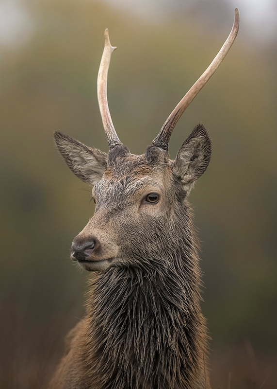 Z5II + NIKKOR Z 400mm f/2.8 TC VR S. 1/800 segundos, f/4.5, ISO 1000.