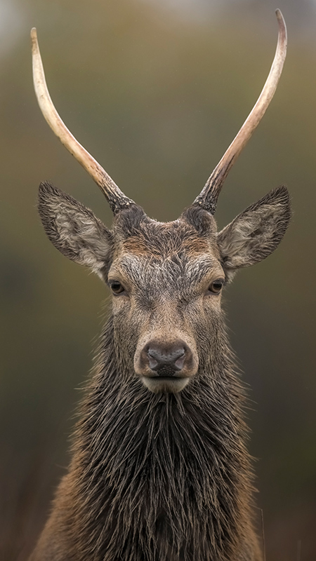 Z5II + NIKKOR Z 400mm f/2.8 TC VR S. 1/800s, f4.5, ISO 1000 �Cam Whitnall