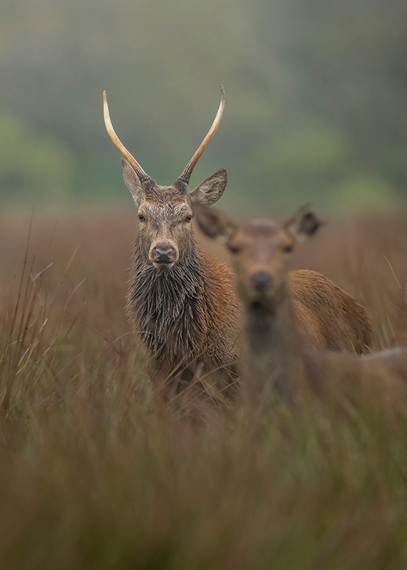 Z5II + NIKKOR Z 400mm f/2.8 TC VR S. 1/800 secs, f/3.2, ISO 800, �Cam Whitnall
