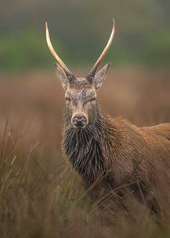 Z5II + NIKKOR Z 400mm f/2.8 TC VR S. 1/1000s, f3.2, ISO 1250 �Cam Whitnall