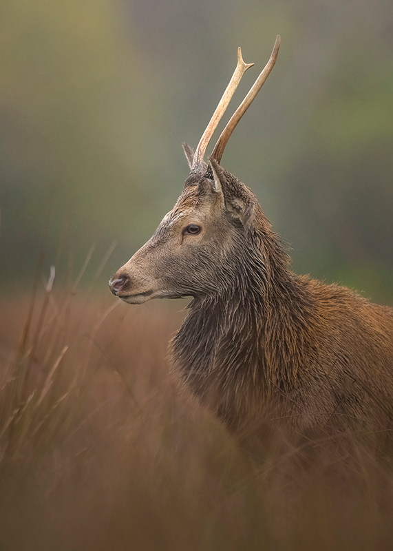 Z5II + NIKKOR Z 400mm f/2.8 TC VR S. 1/1000s, f3.2, ISO 1250 �Cam Whitnall