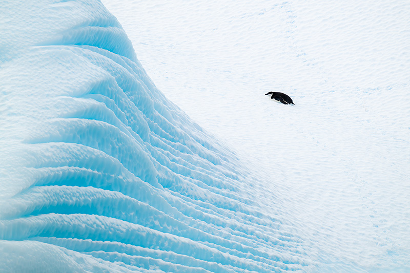 Z9 + NIKKOR Z 100-400mm f/4.5-5.6 VR S, 400mm, 1/2000 seg, f/8.0, ISO 640, �Stefan Forster 