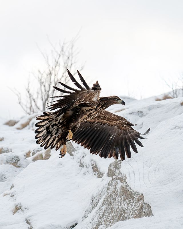 Nicolas utiliza o modo AF de Detec��o de Aves dedicado da ZR para garantir fotografias n�tidas. Nikon ZR + NIKKOR Z 28-135mm f/4 PZ, 135mm, 1/3200 seg, f/4, ISO 640.