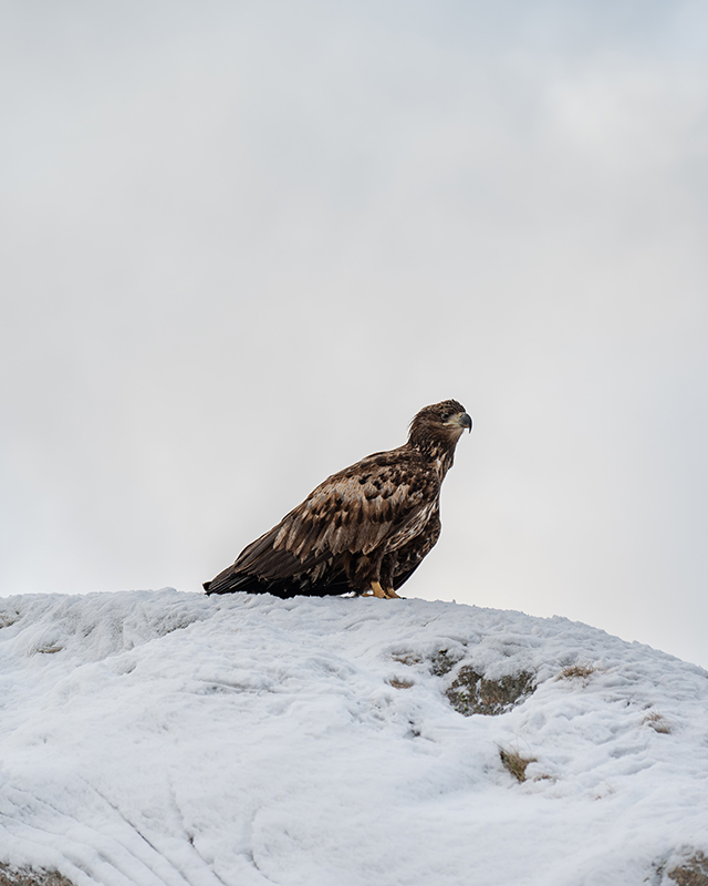 Nikon ZR + NIKKOR Z 28-135mm f/4 PZ. 135mm, 1/320 seg, f/4, ISO 100 �Nicolas J�gergaard