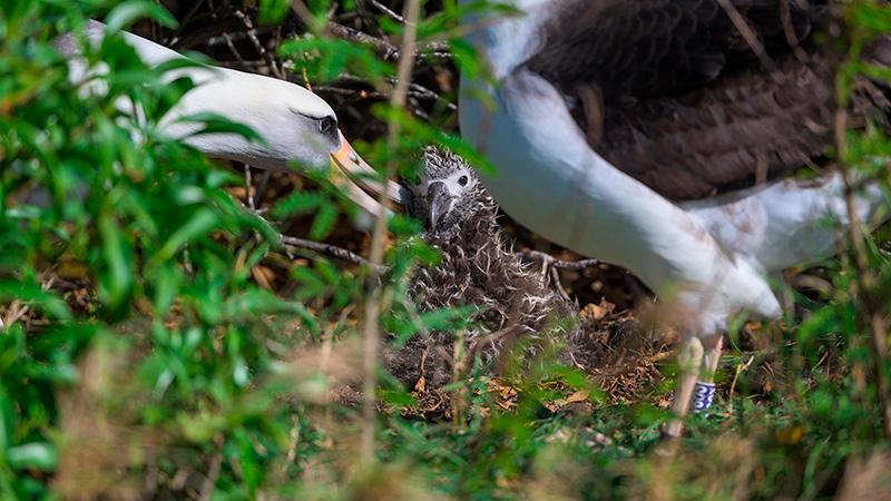�Chris Ogonek - A m�e e o pai do albatroz de Laysan cuidam da sua cria.