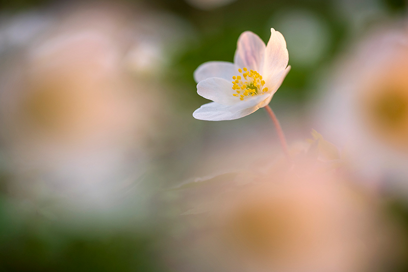 Nikon Z8 + NIKKOR Z 24-120mm f/4 S, 66mm, f/4, 1/640 seg, ISO 400 �Ross Hoddinott