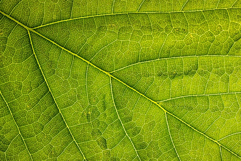 Esta folha de pl�tano apresenta detalhes incr�veis. Nikon Z50II + NIKKOR Z DX MC 35mm f/1.7, f/11, 1/400 seg, ISO 1000 �Ross Hoddinott