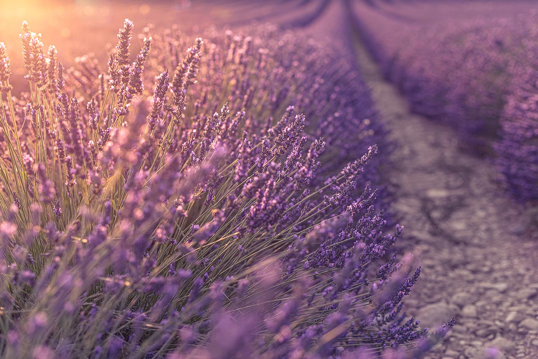 D750 + NIKKOR AF-S 50mm f/1.4G, 1/200, f/3.2, ISO 100, �Solli Kanini