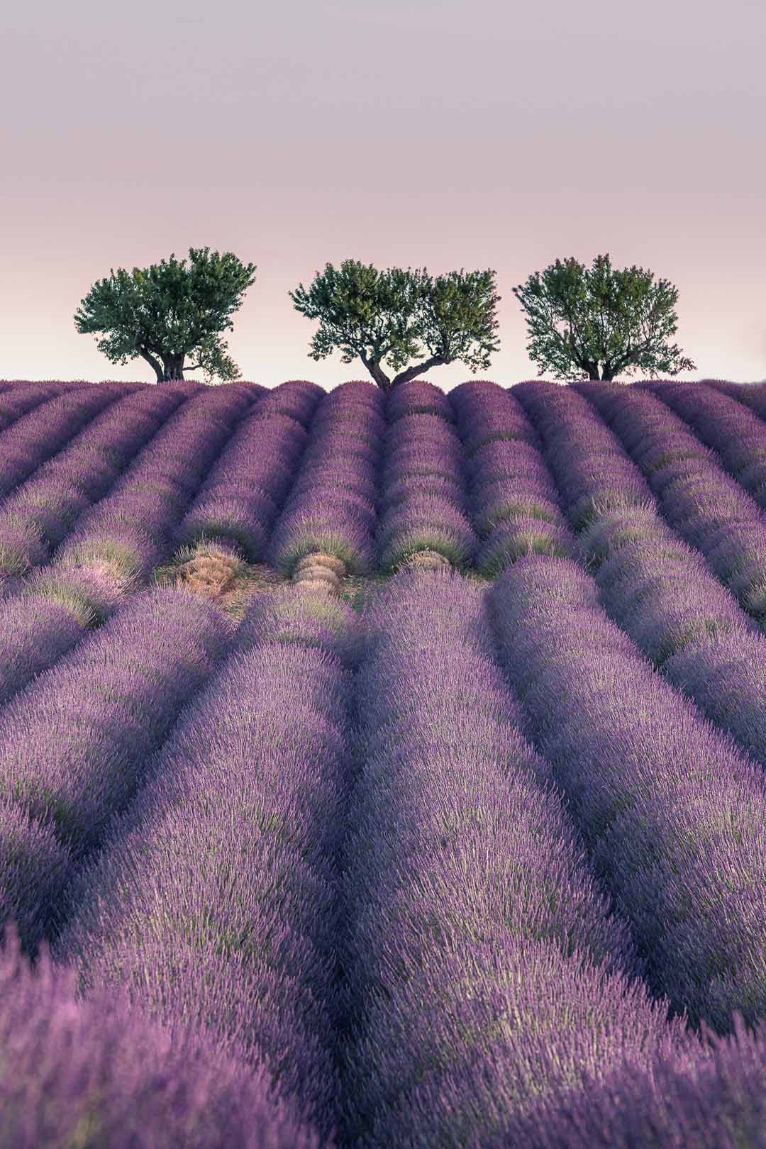 NIKKOR AF-S 70-200mm F/2.8E FL ED VR a 122mm (Lavanda)