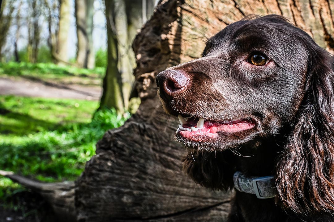 Moose faz uma pausa em um bolso tranquilo de luz da floresta; a chance perfeita para um retrato suave que captura sua natureza gentil. Nikon Z50II + NIKKOR Z DX 16-50mm f/2.8 VR, 30mm, 1/250 seg, f/8, ISO 400 �Alfie Bowen 