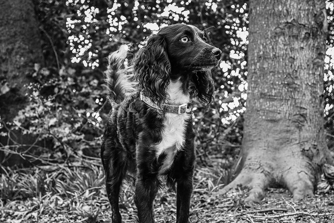 Margot est� alerta e pronta para a caminhada � frente. De p� orgulhosa e olhando para a dist�ncia, ela percebe tudo e est� sempre ansiosa para explorar. Nikon Z50II + NIKKOR Z DX 16-50mm f/2.8 VR, 50mm, 1/250seg, f/6.3, ISO 1400 �Alfie Bowen 