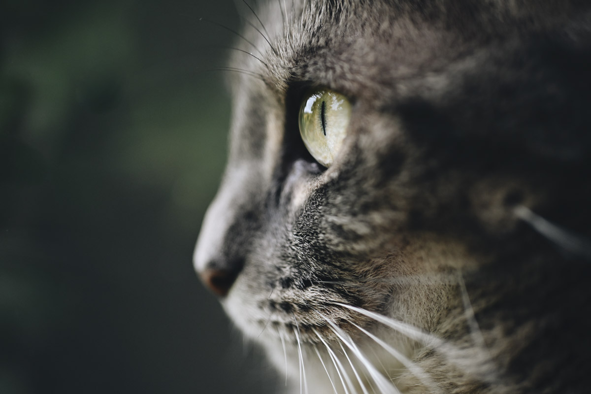 Z50II + NIKKOR Z DX 35mm f/1.7, f/2.2, 1/500 secs, ISO 500, �Sara Tasker