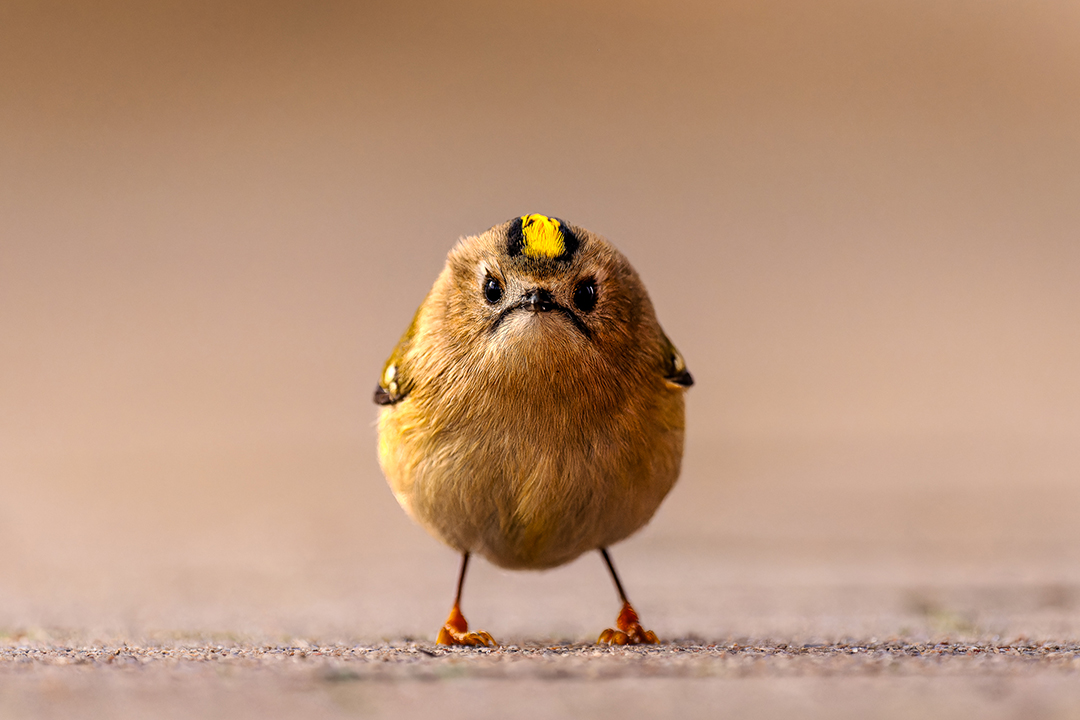 @Jan Wittmer | P�ssaro Irritado